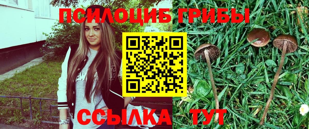 Псилоцибиновые грибы Psilocybe  Вход с VPN  Галлюциногенные грибы Psilocybe  Лениногорск 